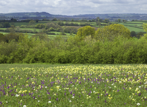 Wildflower meadow with early purple and green winged orchid, and cowslips in bloom, The Wildlife Trusts