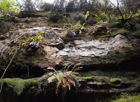 Cliff wall, the Wildlife Trusts 