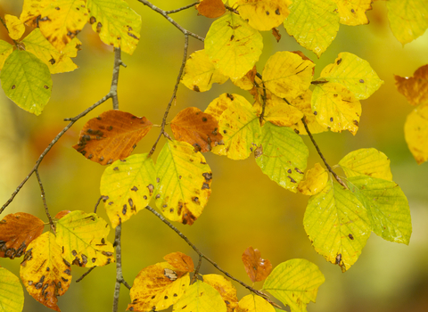 Beech woodland leaves in Autumn, The Wildlife Trusts