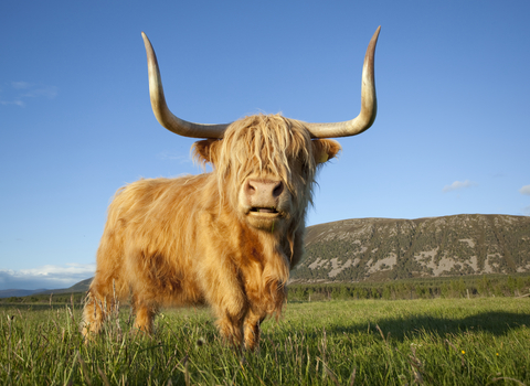 Highland cow Wildlife Trust