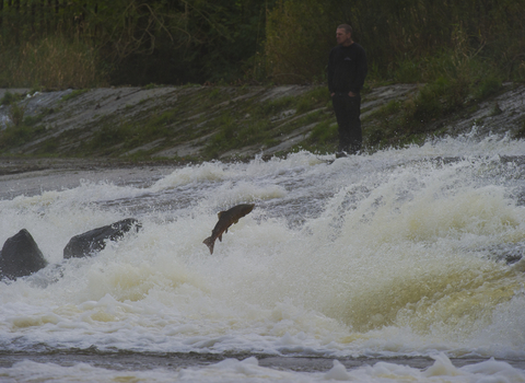 Man watching a leaping salmon at a viewpoint 