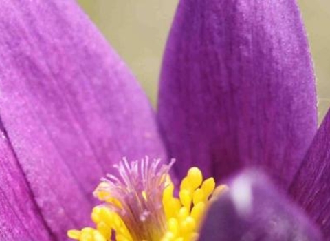 Pasque flower closeup