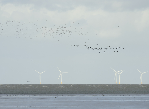 wind turbine wildlife trust