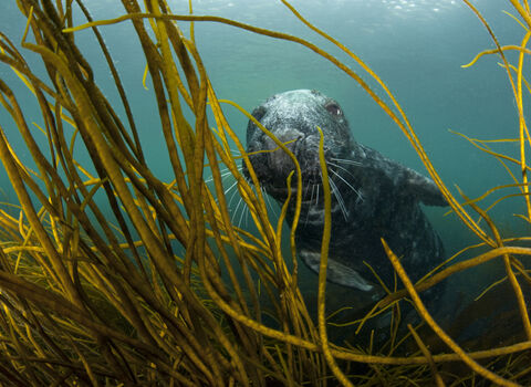 Grey seal in kelp forest