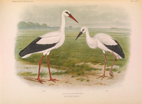 White storks