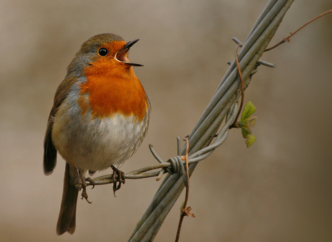 Robin on barbed wire