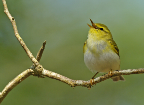 Singing wood warbler