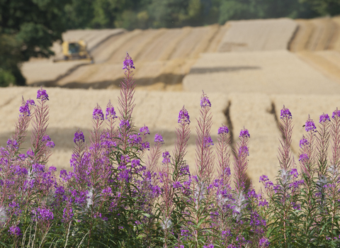 Field being harvested with pink flowers in front