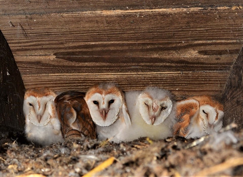 Five barn owl chicks in a nest box