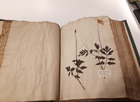 Herbarium book lays open with some pressed flowers on the page