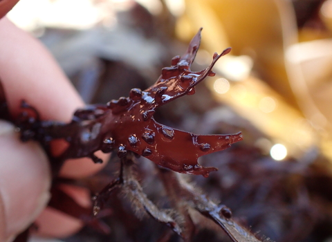 seaweed wildlife trust