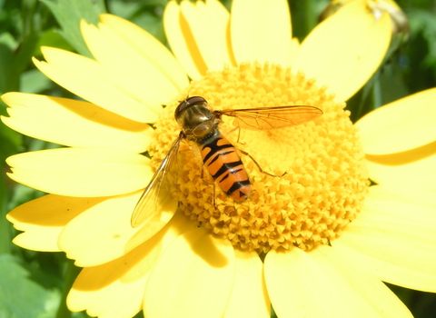 Hoverfly on corn marigold