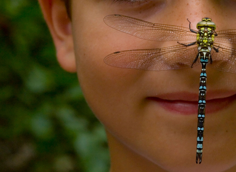 Matthew and dragonfly