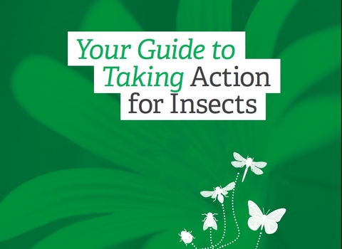 Your guide to taking action for insects (English version)