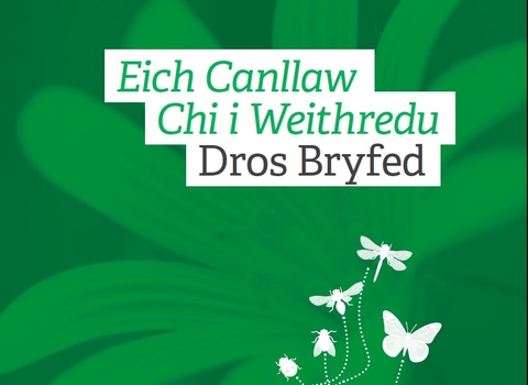 Your guide to taking action for insects (Welsh version)