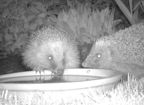 Two hedgehogs caught on a camera trap