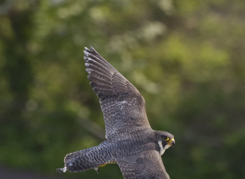Peregrine falcon © Bertie Gregory 2020VISION