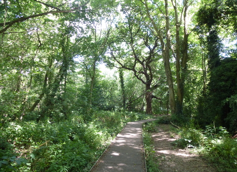 Woodland path walk at Moseley