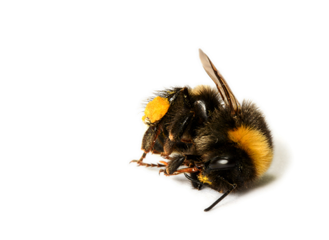 Dead bumblebee