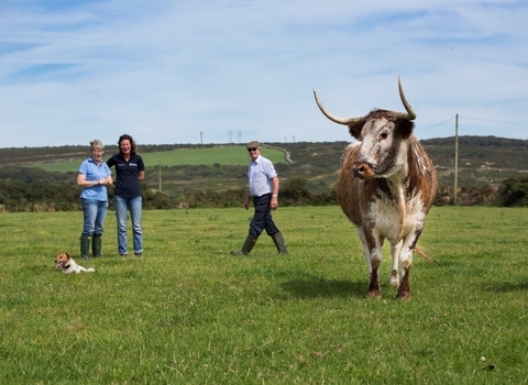 A cow with three farmers and a small dog in a field in Cornwall on a sunny day