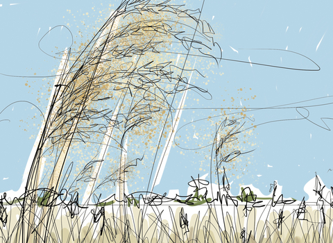 A colour drawing of Holme fen, with reeds waving in the wind in the foreground, set against a pale blue sky
