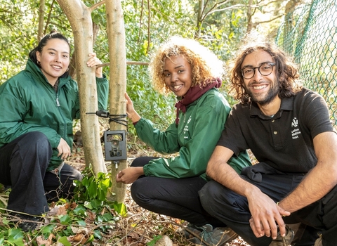 Three members of staff from London Wildlife Trust carrying out work in a woodland scenery.