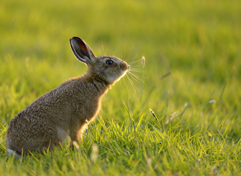 European hare in field