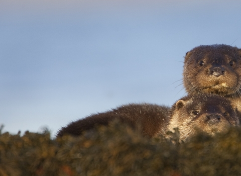 Two otters sitting in seaweed, one peaks over the top of the others head. They look directly at the camera, a blue sky behind them. 