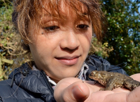 Woman looking at common toad