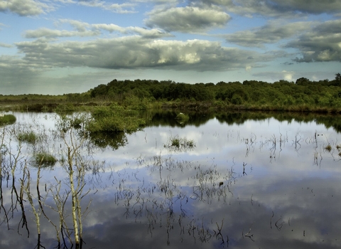 A wet bog with a cloudy sky background