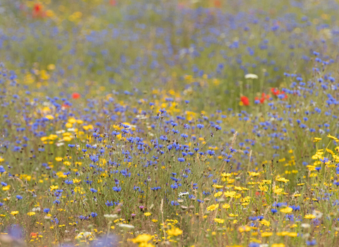 Wildflowers at Bonhurst Farm, Surrey Wildlife Trust - James Adler