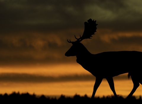 A Fallow Deer Buck side on overlooking the sunset at Bradgate Park