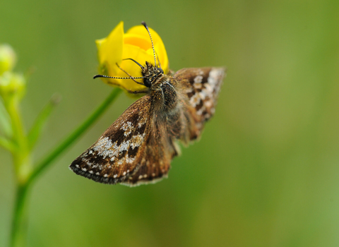 A dingy skipper butterfly feeds on a flower