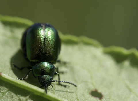 Dock leaf beetle