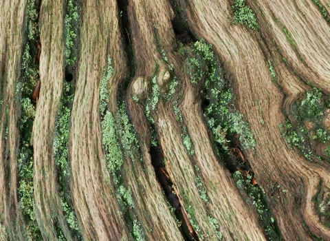 Pattern on decaying oak stump