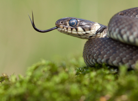 grass snake wildlife trusts