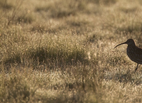 Curlew (Numenius arquata) adult in breeding habitat in early morning light, Scotland, UK - 