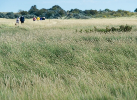 People walking in grassland with a clear blue sky