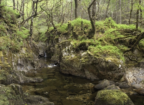 A stream flowing through a rocky gorge in a Scottish rainforest, surrounded by mosses, trees, and lichen-covered rocks