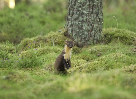 Pine marten (Martes martes), Scotland, UK