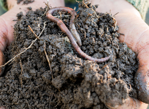 Worm soil