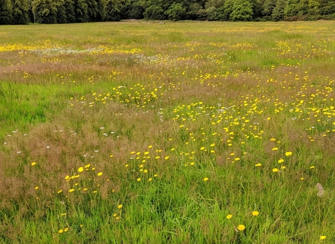 An image taken of the grass and yellow wildflowers at Knutsford Heath in Cheshire