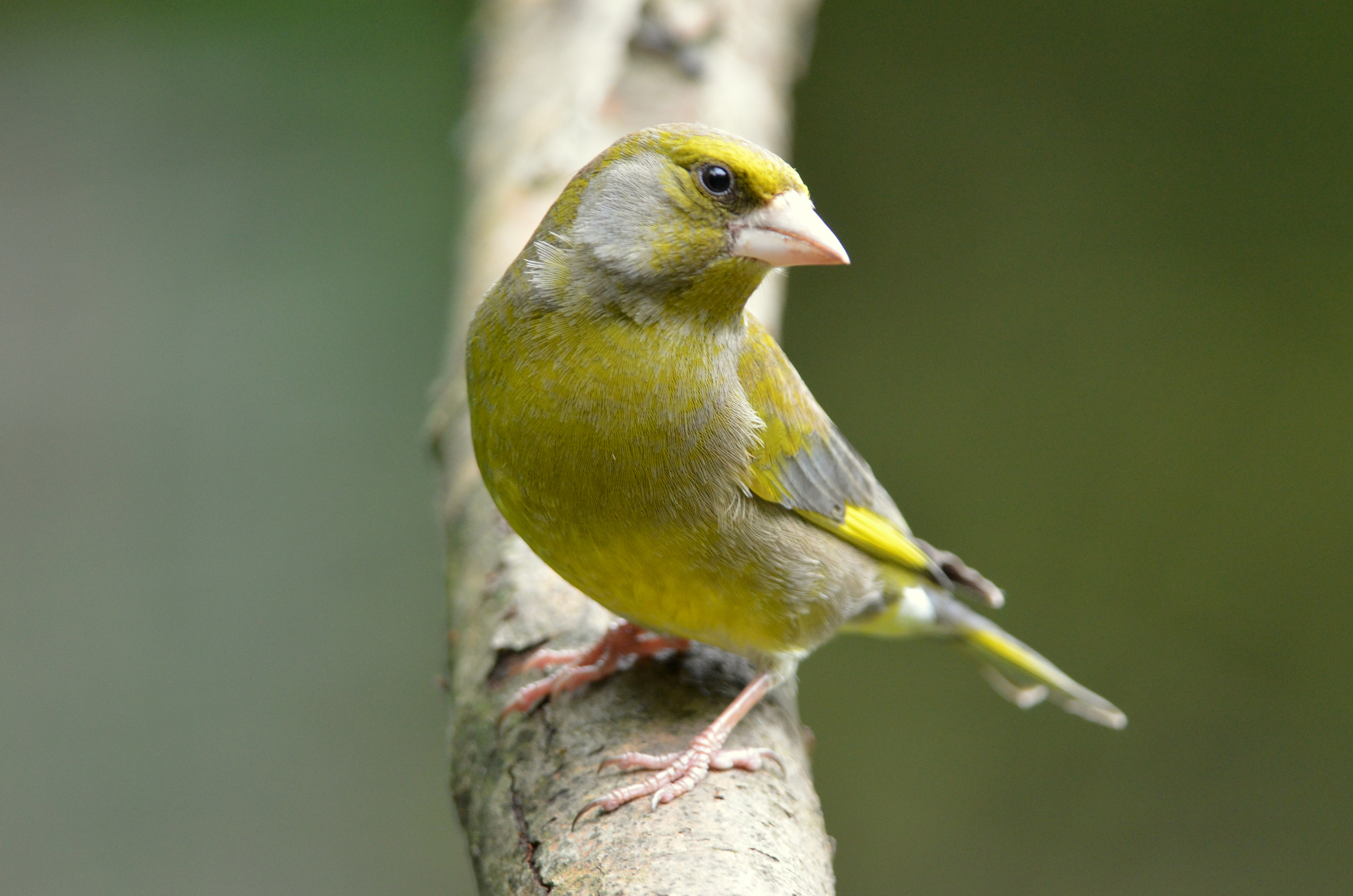 Identify bird song | The Wildlife Trusts