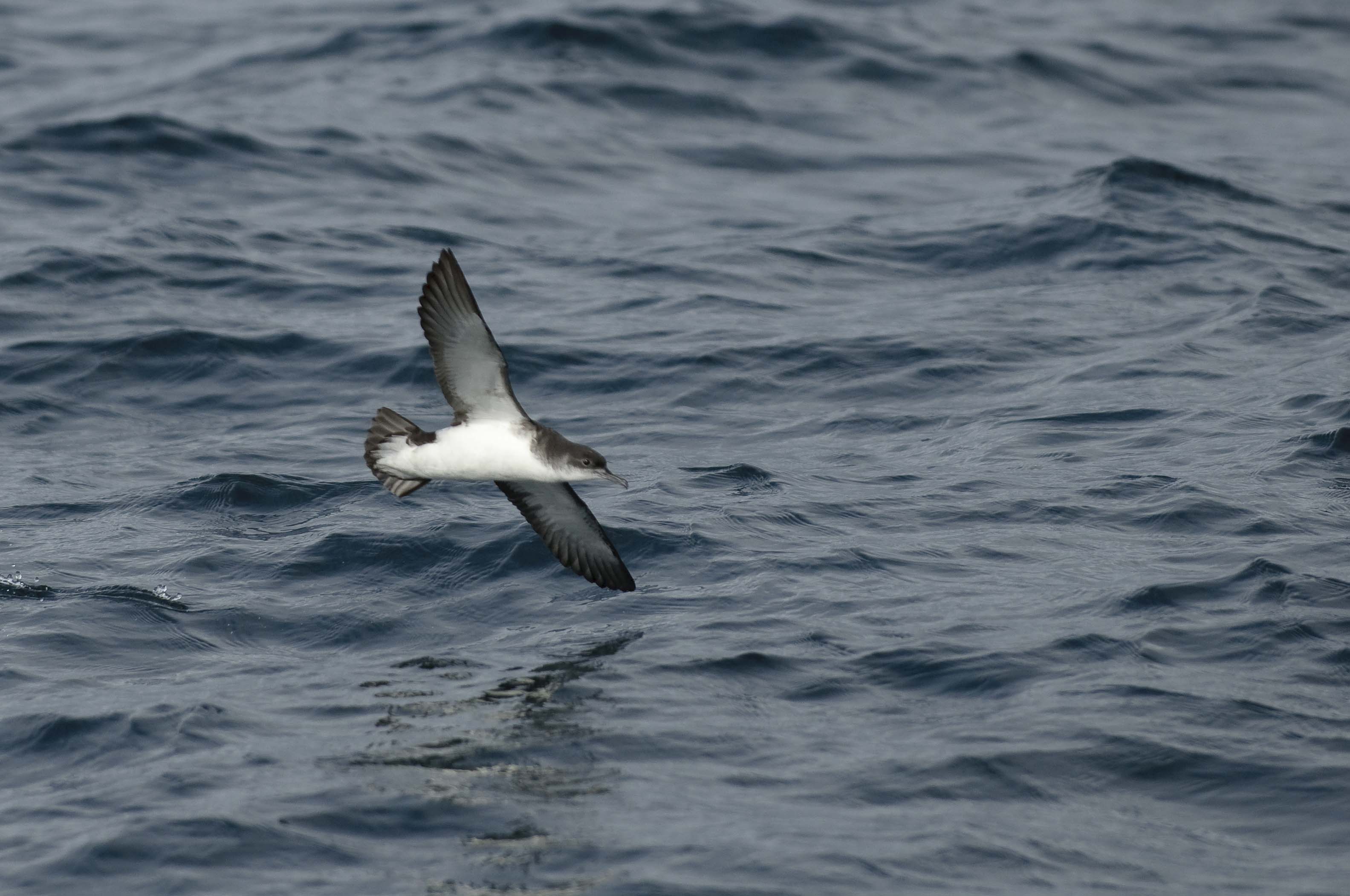 Manx shearwater