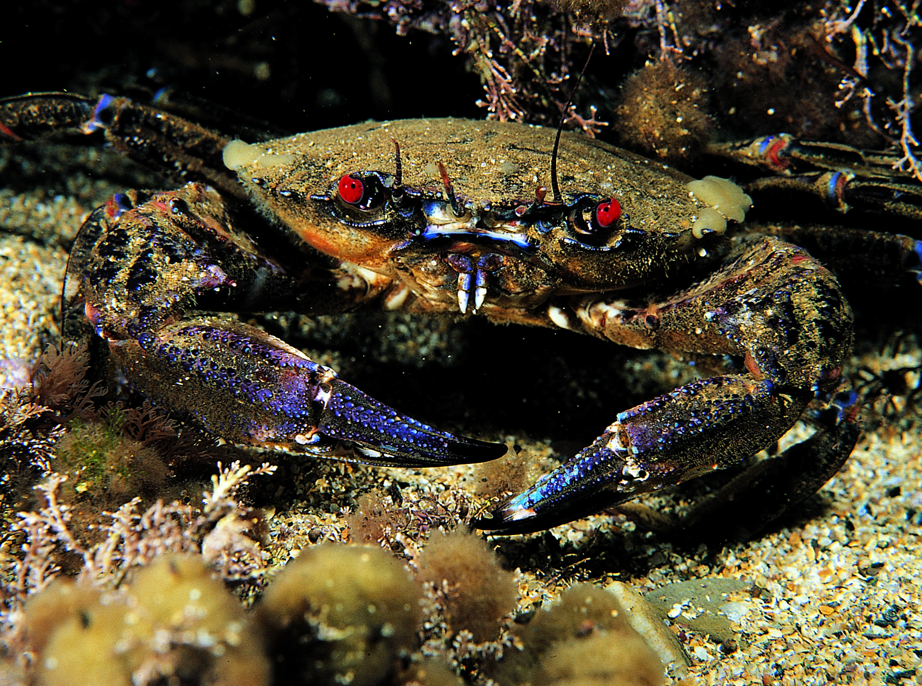 Velvet swimming crab