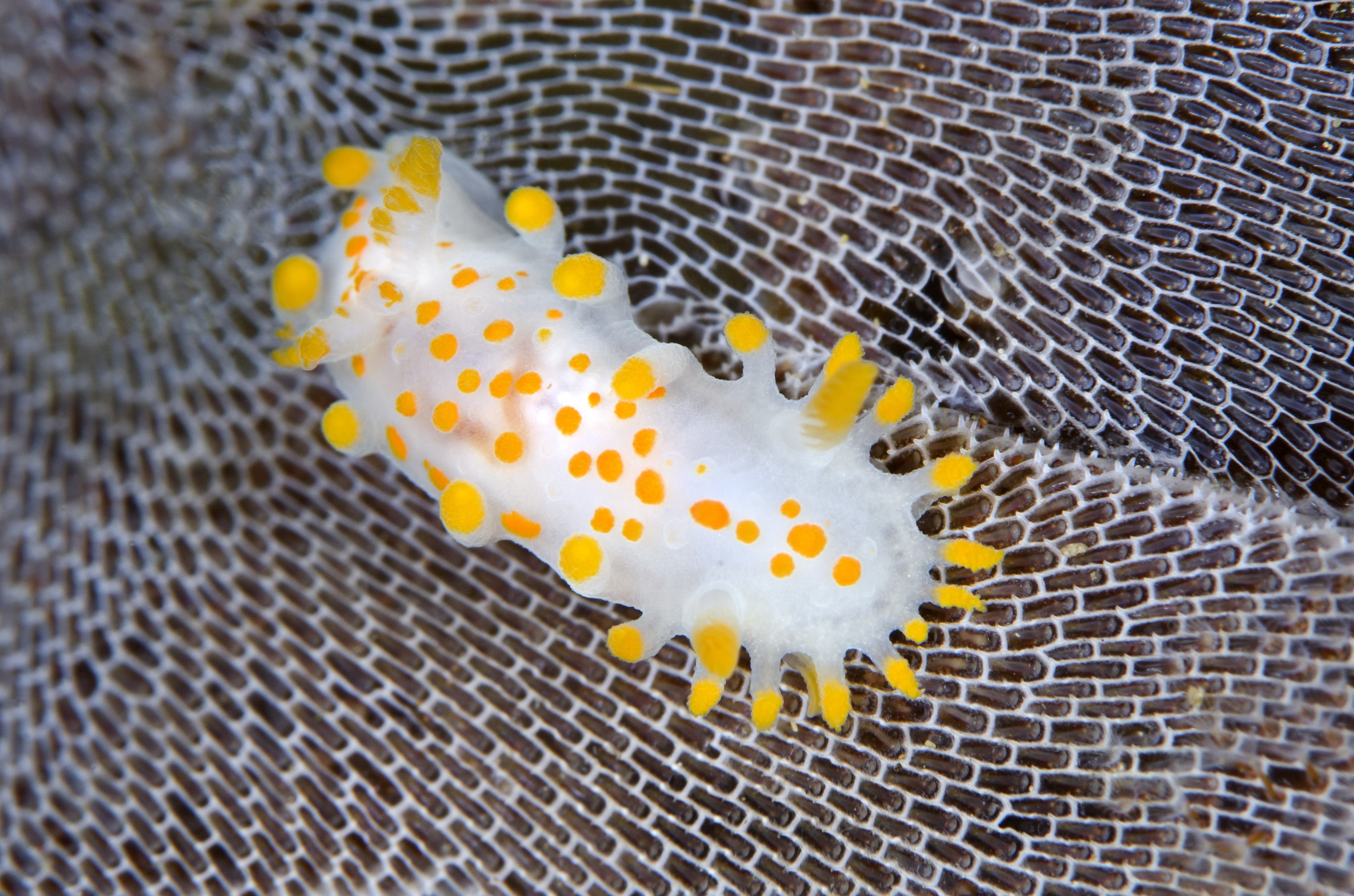 Sea slug