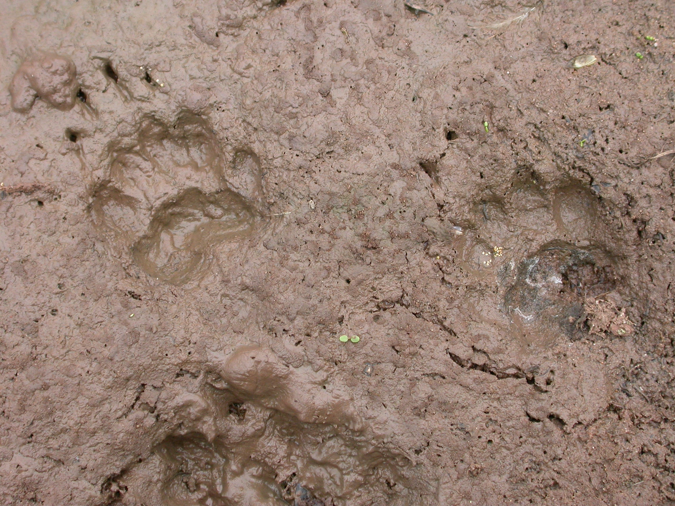 Identify Animal Tracks  Track Identification Chart - New England