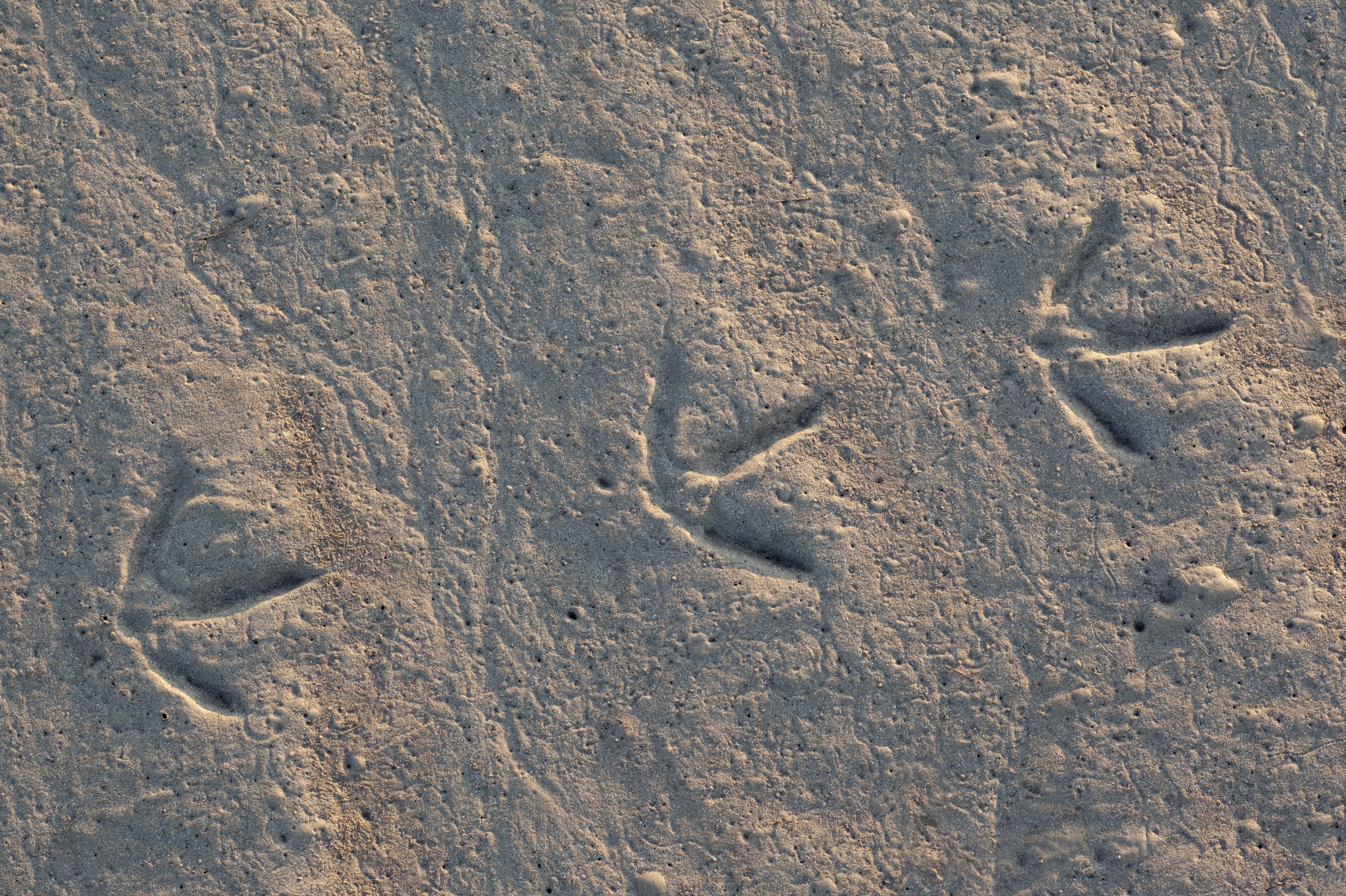 Identify Animal Tracks  Track Identification Chart - New England