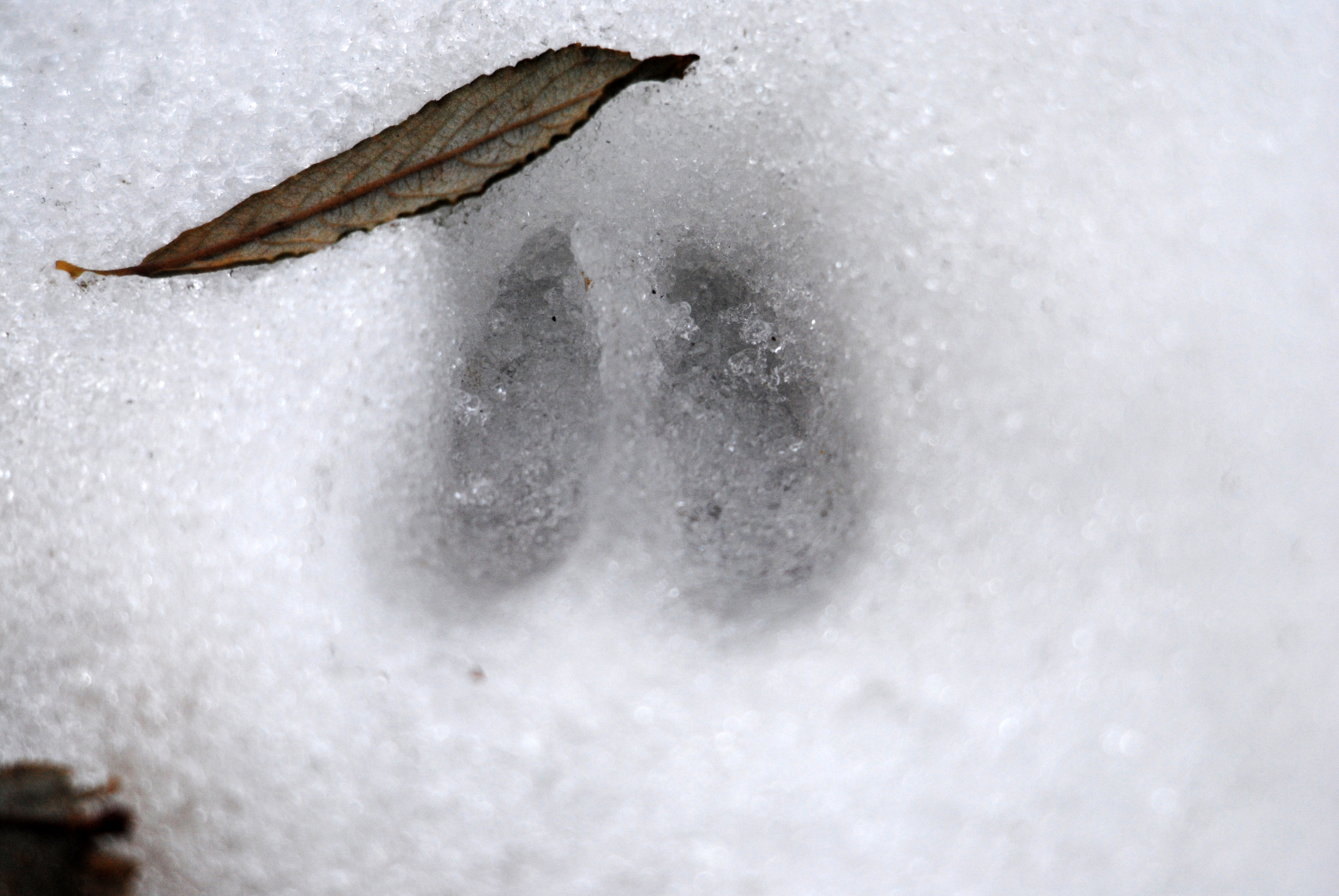 Identify Tracks The Wildlife Trusts