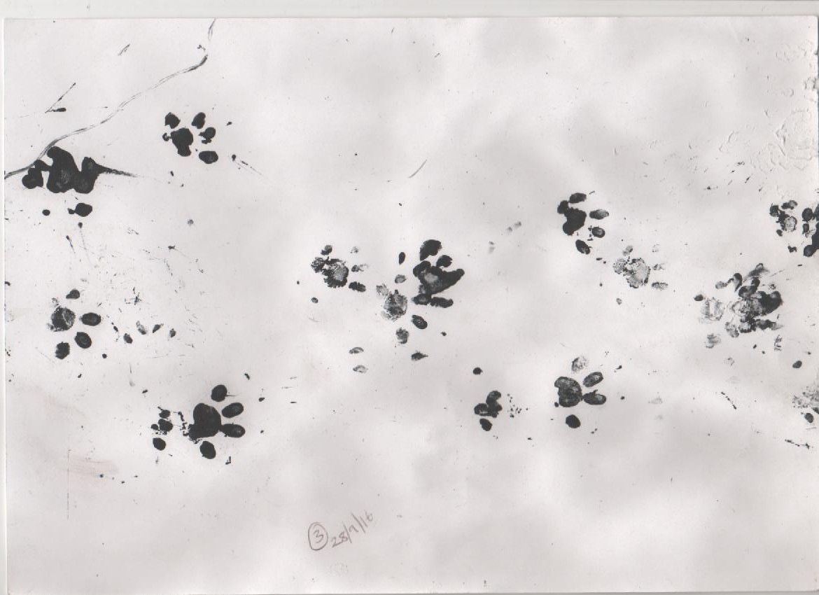 Wild Animal Paw Print Chart